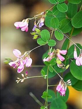 50 Seeds Bush Clover Lespedeza Bicolor Bushclover Shrub Pink Purple Flower Legume Lulu Certified Can Grow in Pot/Garden