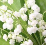 200PCS Rare Color Indoor Lily of The Valley Flowers Seeds Bell Orchid White Color