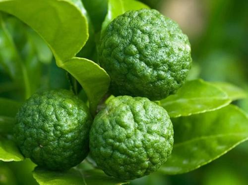 30 Seeds Thai Kaffir Lime Seeds Citrus Hystrix Bergamot Seeds Source of Lime Leaves for Cooking Organic Garden Supplies