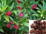 30pcs Star Anise Illicium verum Flower Seeds