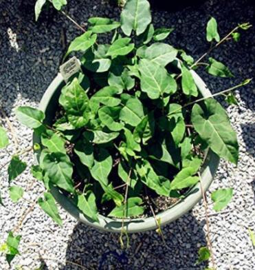 Fallopia Multiflora Bonsai, He Shou Wu, Approx 10 Bonsai/Pack, Chinese Herbs Polygonum Multiflorum Excellent He Shou Wu Bonsai
