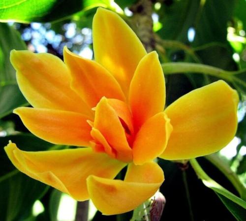 20 Seeds Michelia Champaca Magnolia Champaca Joy Perfume Tree Seeds Yellow Jade Orchid Chembakam Champa Tree Seed