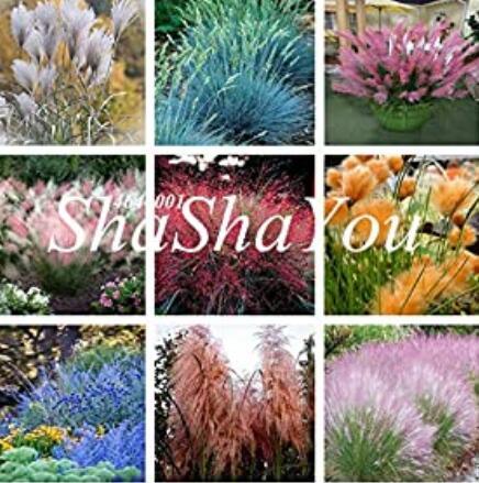 Half-Hardy Perennial Fountain Grass Pennisetum Setaceum Fireworks Seed, 200 Seed/Bag, Pennisetum Seed - (Color: Mixed)