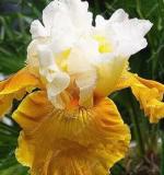 100PCS Mixed Light Iris Flower Perennia Flower Seeds Bearded Iris Nature Easy Grow Plants Orchid Flower