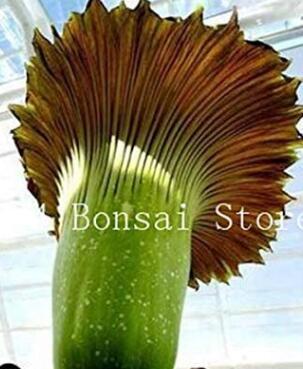 100 Pcs Cut Corpse Bonsai Flower Garden Perennial Potted Plants Indoor Aerobic Corpse Plant Flower Plantas - (Color: 14)