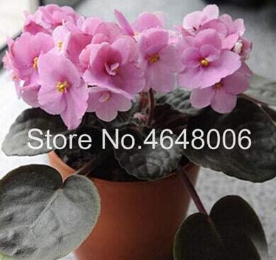 100PCS Violet Seeds