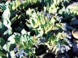 20 Mertensia Maritima Plant Seeds