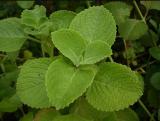 60pcs Cuban Oregano Seeds,Aka (Broad Leaf Thyme) Vegetable Seeds