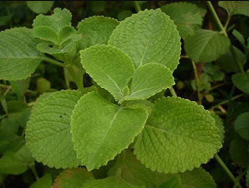 60pcs Cuban Oregano Seeds,Aka (Broad Leaf Thyme) Vegetable Seeds