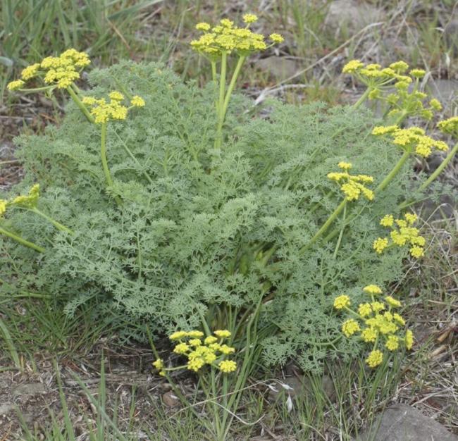 Fernleaf Lomatium (lomatium Disse Seedsum) 35 Seeds Wild Harvested Seeds Non-Hybrid