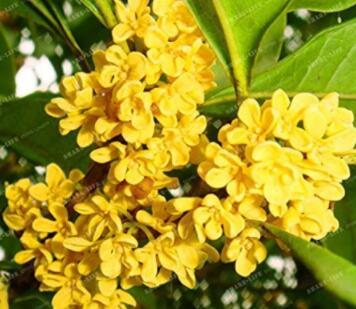 Yellow Osmanthus Fragrans 20 Artificial Olive Tree Seeds for Garden Decoration