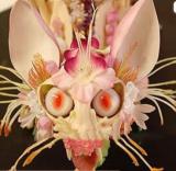 100 Japanese Orchid Seeds, Monkey Face Pattern