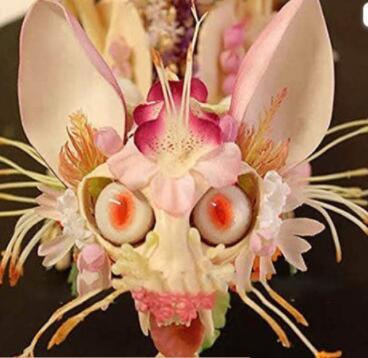 100 Japanese Orchid Seeds, Monkey Face Pattern