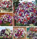 100PCS Hanging Petunia Seeds Mixed Colors
