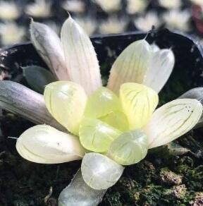 Lot of 50 semillas de boulangerie Haworthia Cooperi – Bonsaï Succulent Seeds (Yu-lu) 25