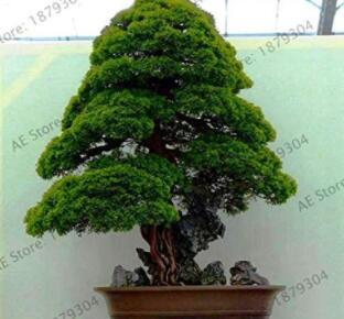 100 Pcs/Bag Japanese Cedar Bonsai Seeds for Home Decoration