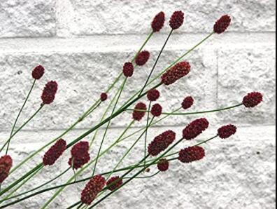 100 Seeds Red Burnet Sanguisorba Officinalis HERB Flower Lulu Certified Can Grow
