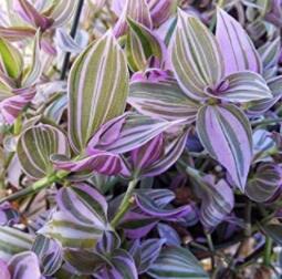 20PCS Wandering Jew Lilac Flower Seeds