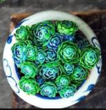 100Pcs/Bag Mixed Astrophytum Cactus Flowers Succulent Plants Bonsai Plants For Home Garden Pot