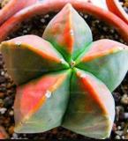 100Pcs/Bag Mixed Astrophytum Cactus Flowers Succulent Plants Bonsai Plants For Home Garden Pot