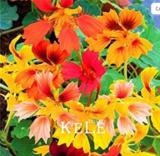 100PCS Mixed Nasturtium Flowers Seeds