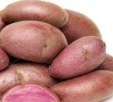 100 Russian Banana Fingerling Potato Bonsa Organic Seed Vegetables Fruit Sweet Healthy Kitchen Cooking Food Garden Seed NO GMO