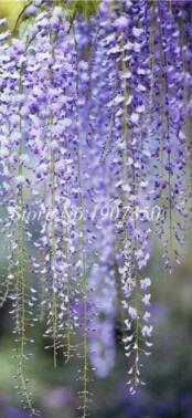 Seed 20 Pcs Seed Climbing Wisteria Flower Courtyard Garden Flowers Japanese Wisteria Fresh Viable Seeds Amazing Climber - (Color: 13)