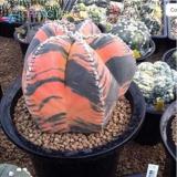 100 Pcs Exotic Japanese Bonsai Cactus Succulents Succulents Flower Indoor Plants Perennial Plants Flowers Garden - (Color: 17)