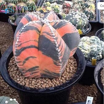 100 Pcs Exotic Japanese Bonsai Cactus Succulents Succulents Flower Indoor Plants Perennial Plants Flowers Garden - (Color: 17)