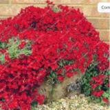 300PCS Red Creeping Thyme Bonsai Rare Color CreSS Rock Plant Seeds Perennial Ground Cover