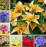 100 Seeds  Imported Poinsettia DIY Potted Colorful Flower Indoor & Outdoor Flore Home Garden Decor for Flower Pot Planters