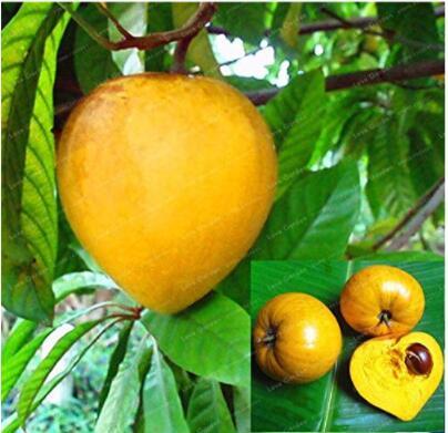 10 Pcs Lucuma Nervosa Egg Yolk Fruit Seed Seed Plants Seed Perennial DIY Outdoor Garden Planting