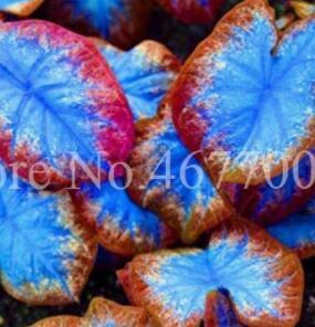 100 pcs Exotic Thailand Caladium Bicolor Bonsai Balcony Burnt Rose Elephant Ear Flower Perennial Herbs Pot Plant Home & Garden - (Color: 19)