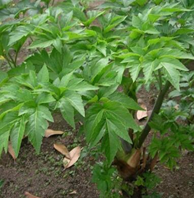 40 Ashitaba Plant Seeds