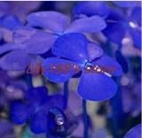 Love Bonsai Four Leaf Clover Family Indoor Vase Garden Flower Seeds 100pcs
