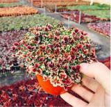 Love Bonsai Four Leaf Clover Family Indoor Vase Garden Flower Seeds 100pcs