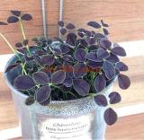 Love Bonsai Four Leaf Clover Family Indoor Vase Garden Flower Seeds 100pcs