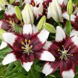 100pcs True Amaryllis Plant Beautiful Flowers Rare Seed Plants Barbados Lily Potted Home Garden Plant