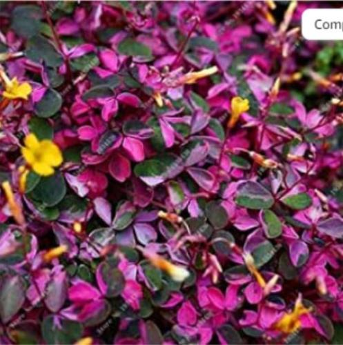 Red Oxalis Versicolor Flores Bonsái 100 piezas Planta Rara para Jardín Hogar Plantar Flores Oxalis Plantas a la Venta