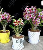 100% Authentic Adenium Obesum Bonsai Exotic Desert Rose Flowers Balcony Desert Rose Bonsai Multicolor Petals Succulent Tree 5 Pcs - (Color: Chocolate)