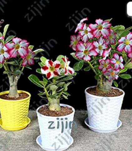 100% Authentic Adenium Obesum Bonsai Exotic Desert Rose Flowers Balcony Desert Rose Bonsai Multicolor Petals Succulent Tree 5 Pcs - (Color: Chocolate)