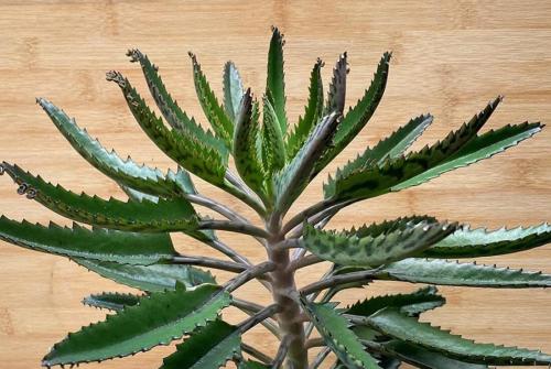 50 Seeds Kalanchoe Daigremontiana Mother of Millions Bare Root Plantlet Seeds Easy to Seasons, Meaningful Gift.