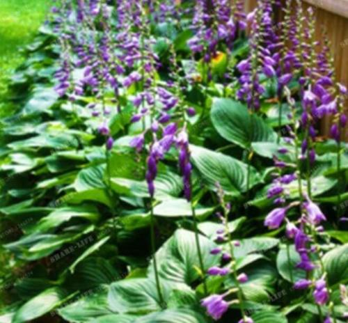 100pcs Hosta Seed Perennials Plantain Lily Flower White Lace Home Garden Ground Cover Plant Home Garden Ground Cover Plant - (Color: 4)