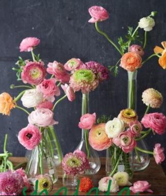 100 Pcs Ranunculus Asiaticus Flower for Home & Garden Seed Lovely Persian Buttercup Flower Seeda - (Color: 6)