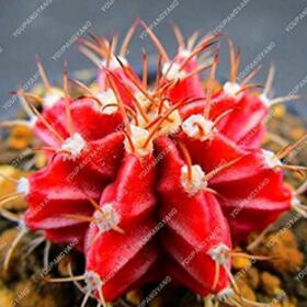 100 Rare Lithops Plants 24 Kinds of Cactus Plants Organic Garden Succulents Bonsai Balcony Flower Planting - (Color: Blue)