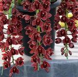 100 Pcs Dark Red Chinese Cymbidium Orchid See ed Home Garden Flower See ed Indoor Potted Plants Flowers See ed Cicada Orchids