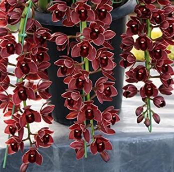 100 Pcs Dark Red Chinese Cymbidium Orchid See ed Home Garden Flower See ed Indoor Potted Plants Flowers See ed Cicada Orchids
