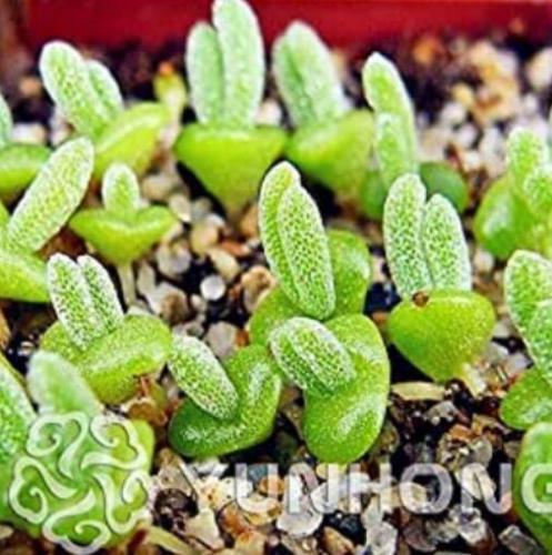 100 piezas Lithops Monilaria Obconica Bonsai Orejas de Conejo, Flor Bonsái Plantas Bonsái para Hogar y Jardín Oficina Radiación