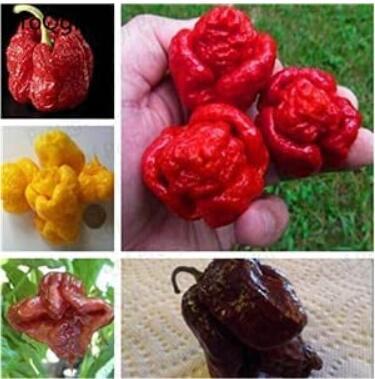 Juego de 5000 piezas mixtas al azar Carolina Reaper - (Color: Carolina Reaper 1)