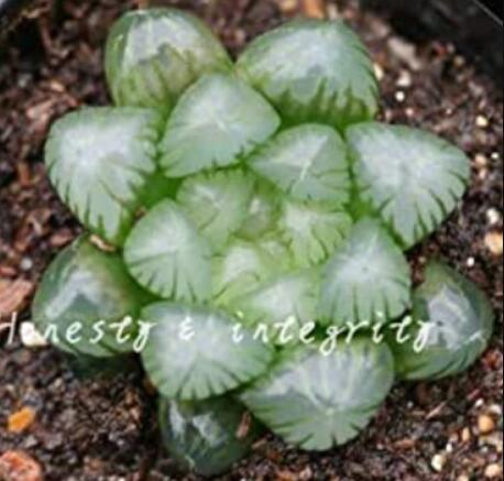 100 unidades de bonsái de YuLu arcoíris, suculentas en maceta, plantas verdes brillantes de Haworthia Cooperi Yulu, flores, bonsái, litopas, pseudotr - (color: 12)